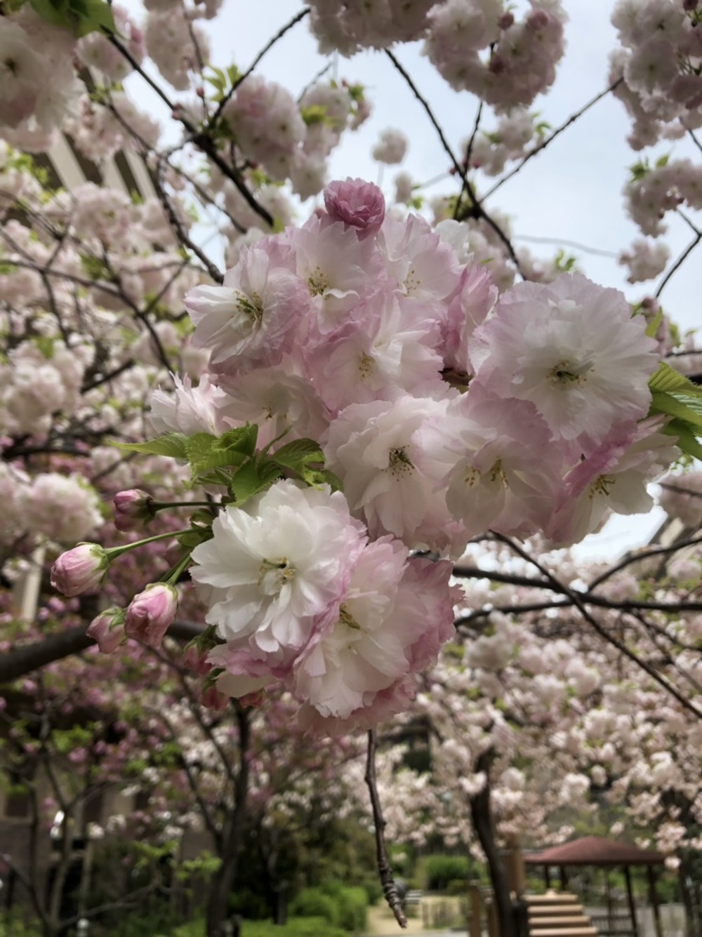 現場の癒し③