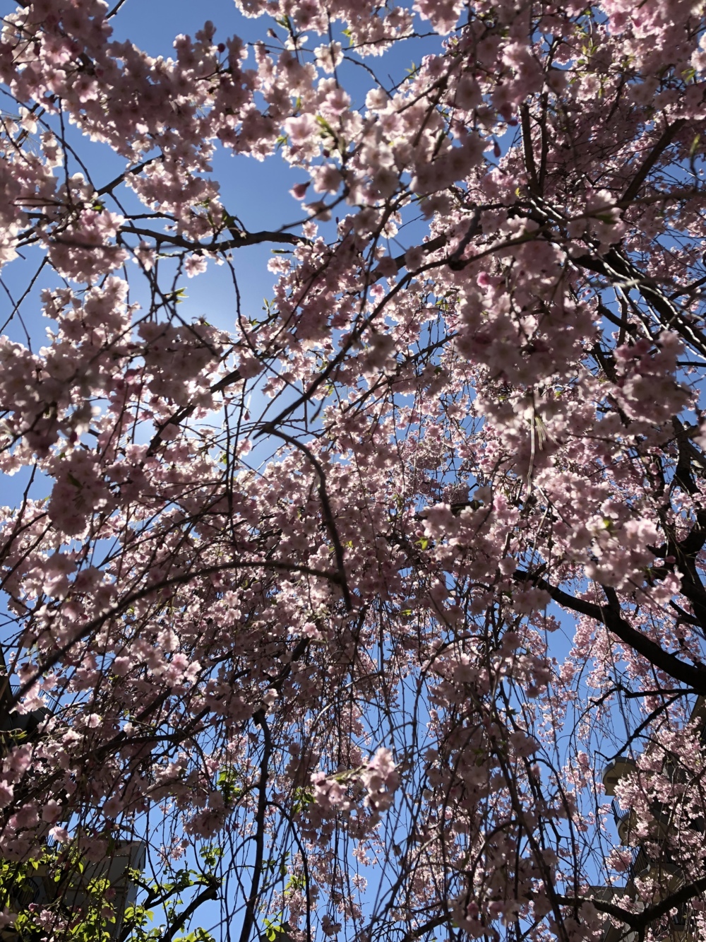 現場近くの桜🌸