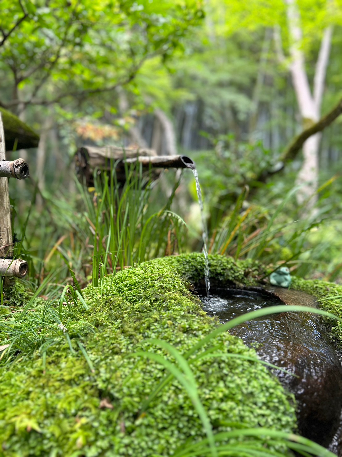 teru3様専用 コケ各種7パレットとオオカサゴケ15本 【公式通販】